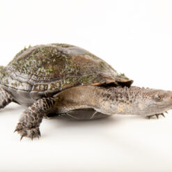 Western swamp turtle for sale