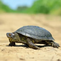european pond turtle.