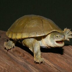 Yellow mud turtle