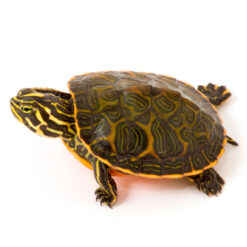 Florida red bellied turtle for sale