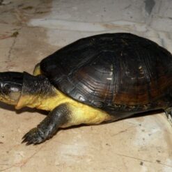 African dwarf mud turtle for sale