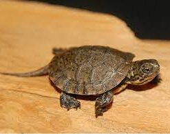 The Western Pond Turtle, commonly referred to as the Pacific Pond Turtle, is a small to medium-sized freshwater species that belongs to the Emydidae family. It is regularly found along the Western Coast of the United States and Mexico.