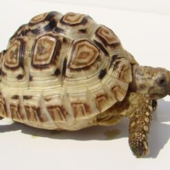 High white leopard tortoise for sale