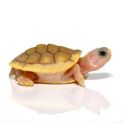 Albino yellow bellied slider for sale